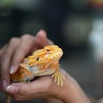 How to Care for Exotic Pets: Tips for Special Pet Owners