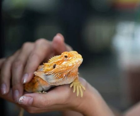 How to Care for Exotic Pets: Tips for Special Pet Owners