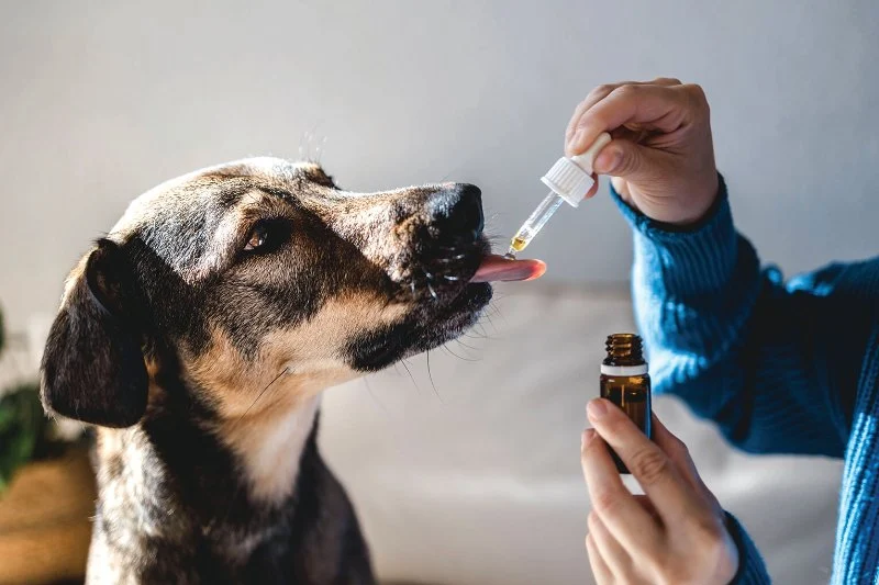 How to Recognize and Treat Common Pet Illnesses and Conditions Effectively