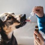 How to Recognize and Treat Common Pet Illnesses and Conditions Effectively
