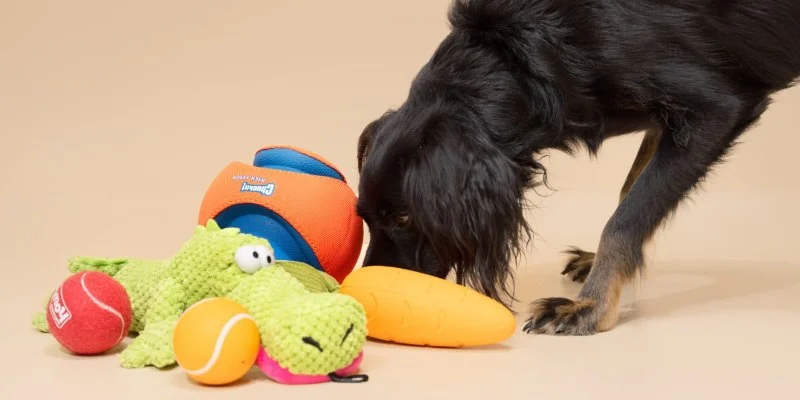 How to Choose the Best Pet Toys for Large Dogs