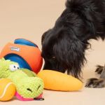 How to Choose the Best Pet Toys for Large Dogs