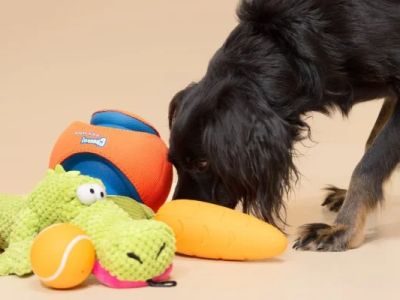How to Choose the Best Pet Toys for Large Dogs