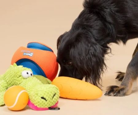 How to Choose the Best Pet Toys for Large Dogs