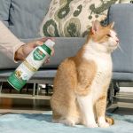 How to Provide Safe and Effective Flea Treatment for Your Pet