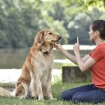 How to Teach Your Pet to Respond to Basic Commands | Brothers Pets