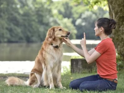 How to Teach Your Pet to Respond to Basic Commands | Brothers Pets