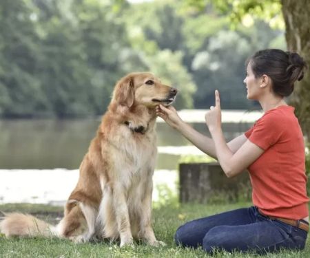 How to Teach Your Pet to Respond to Basic Commands | Brothers Pets