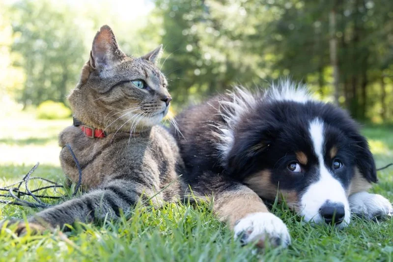 Understanding Pet Obesity: Causes, Risks, and Prevention