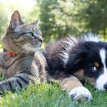 Understanding Pet Obesity: Causes, Risks, and Prevention