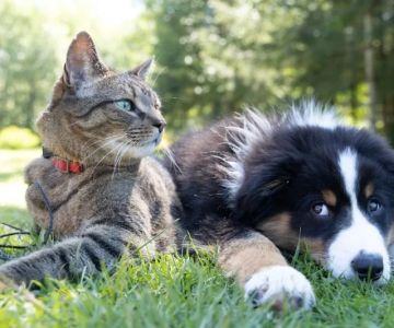 Understanding Pet Obesity: Causes, Risks, and Prevention