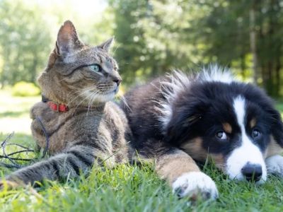 Understanding Pet Obesity: Causes, Risks, and Prevention