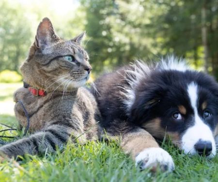 Understanding Pet Obesity: Causes, Risks, and Prevention