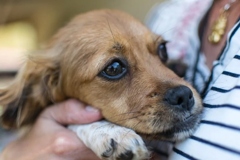 How to Spot and Treat Pet Anxiety and Stress