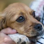 How to Spot and Treat Pet Anxiety and Stress