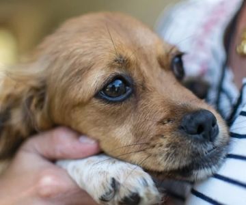 How to Spot and Treat Pet Anxiety and Stress