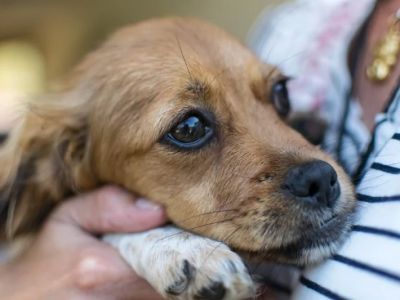 How to Spot and Treat Pet Anxiety and Stress