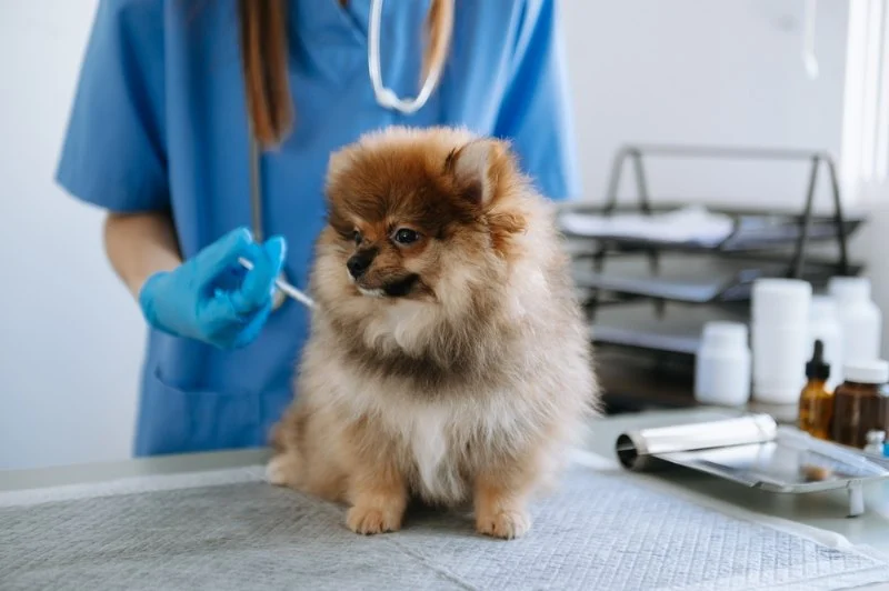 Why Regular Pet Vaccinations Are Essential for Your Pet's Health