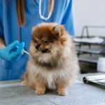 Why Regular Pet Vaccinations Are Essential for Your Pet's Health