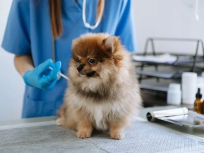Why Regular Pet Vaccinations Are Essential for Your Pet's Health