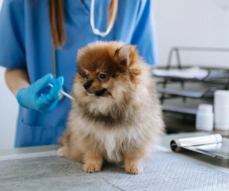 Why Regular Pet Vaccinations Are Essential for Your Pet's Health