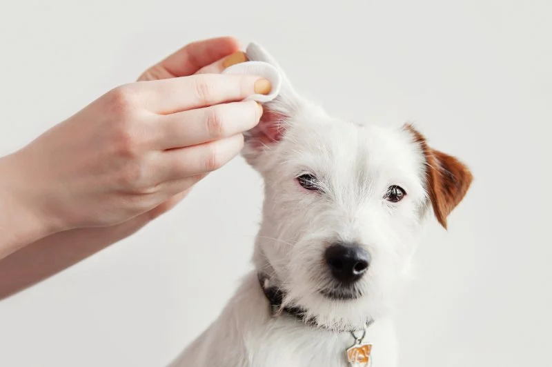 How to Spot and Treat Pet Ear Infections - A Complete Guide for Pet Owners