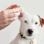 How to Spot and Treat Pet Ear Infections - A Complete Guide for Pet Owners