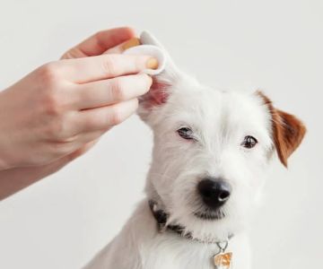 How to Spot and Treat Pet Ear Infections - A Complete Guide for Pet Owners