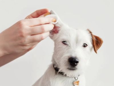 How to Spot and Treat Pet Ear Infections - A Complete Guide for Pet Owners