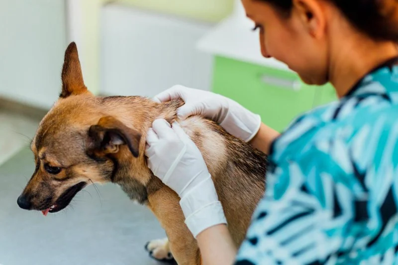 How to Spot and Treat Chronic Skin Conditions in Pets