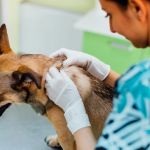 How to Spot and Treat Chronic Skin Conditions in Pets