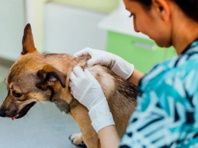 How to Spot and Treat Chronic Skin Conditions in Pets
