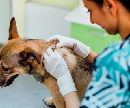 How to Spot and Treat Chronic Skin Conditions in Pets