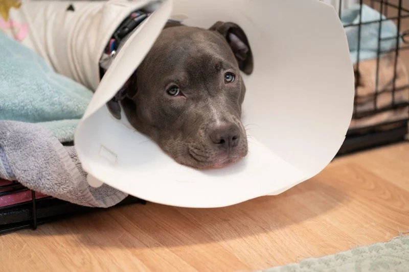 How to Help Your Pet Recover from Surgery: Post-Op Care Tips