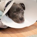 How to Help Your Pet Recover from Surgery: Post-Op Care Tips