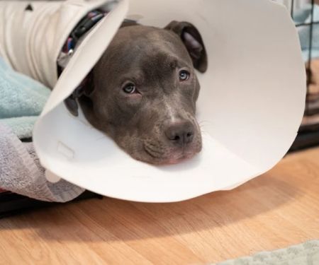 How to Help Your Pet Recover from Surgery: Post-Op Care Tips