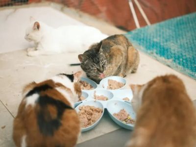 How to Spot and Treat Digestive Problems in Cats: A Guide for Pet Owners