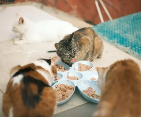 How to Spot and Treat Digestive Problems in Cats: A Guide for Pet Owners
