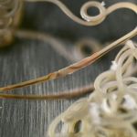 How to Spot and Treat Pet Intestinal Worms: A Guide for Pet Owners