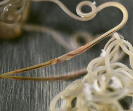 How to Spot and Treat Pet Intestinal Worms: A Guide for Pet Owners