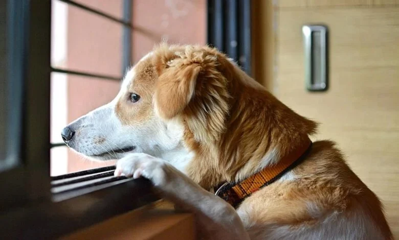 How to Help Your Pet Overcome Separation Anxiety