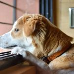 How to Help Your Pet Overcome Separation Anxiety
