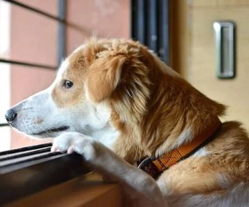 How to Help Your Pet Overcome Separation Anxiety