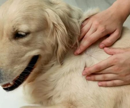How to Prevent and Treat Fungal Infections in Pets