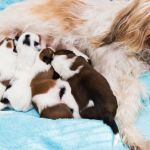 How to Choose the Right Dog Breeder for a Healthy Pet