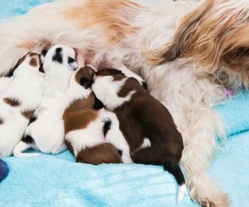 How to Choose the Right Dog Breeder for a Healthy Pet