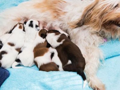 How to Choose the Right Dog Breeder for a Healthy Pet