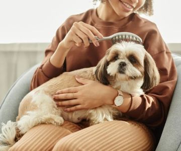 How to Manage Pet Stress: Tips for a Calmer Pet