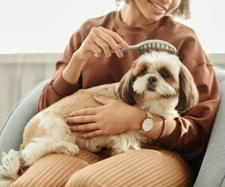 How to Manage Pet Stress: Tips for a Calmer Pet