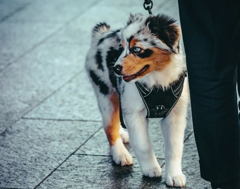 How to Train Your Pet to Be Comfortable Around Strangers